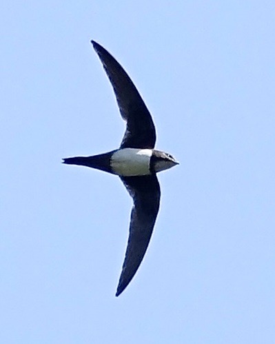 alpine swift